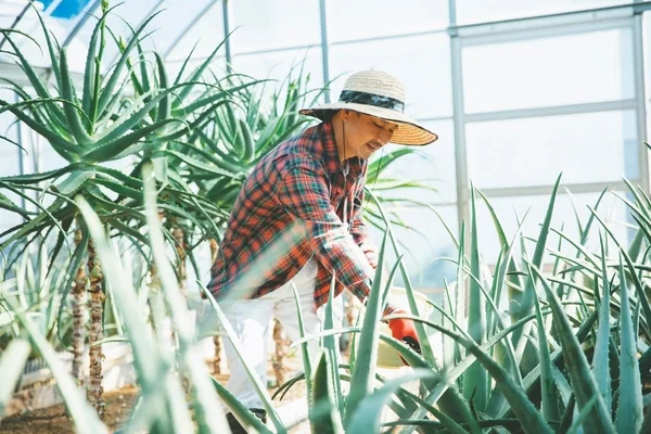 温室の中で麦わら帽子をかぶった人が、アロエを丁寧に手入れしている様子です。笑顔で農作業に取り組む姿が印象的で、植物の生命力と人の手入れの温かさが感じられます。