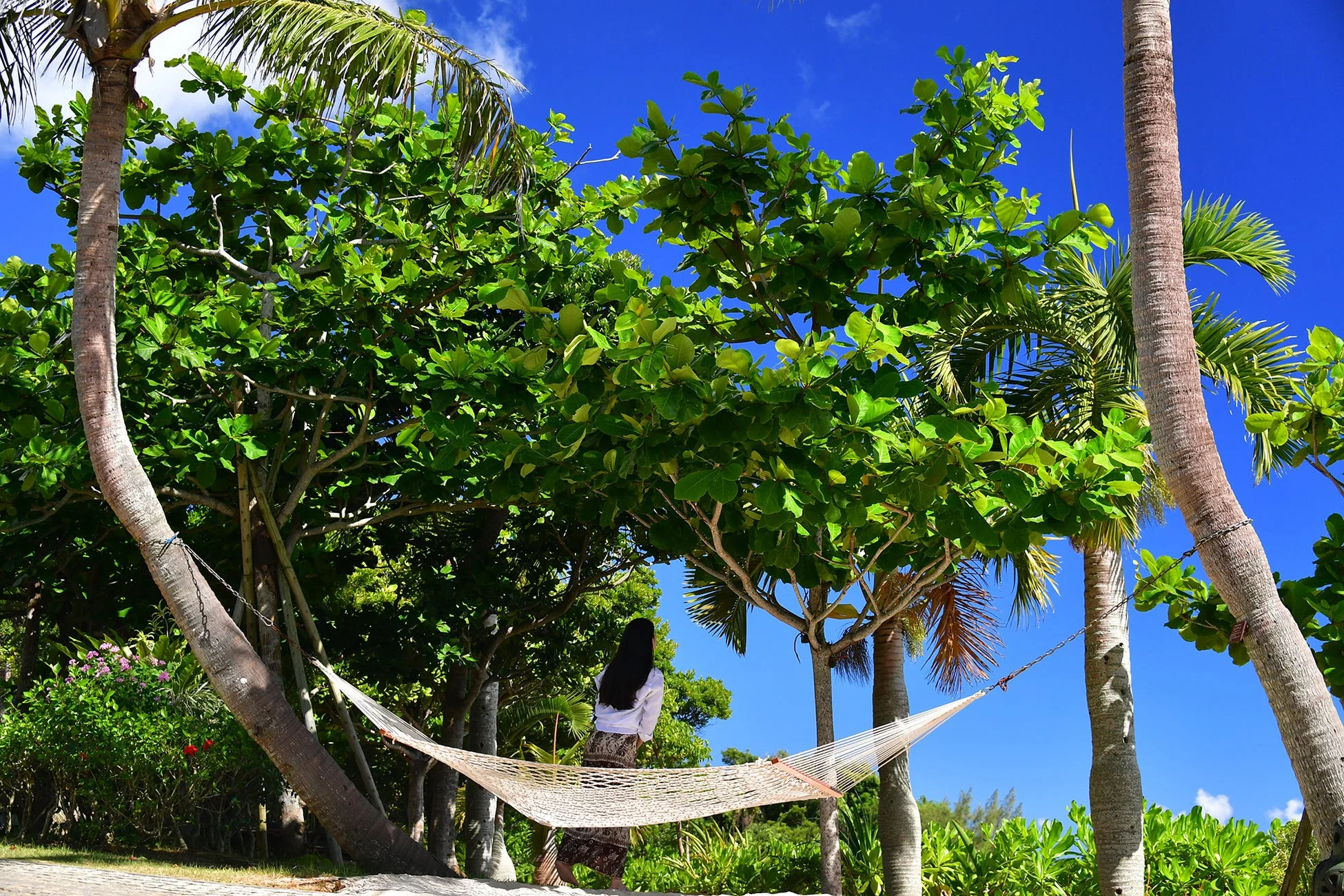 ヤシの木の下のハンモックと女性