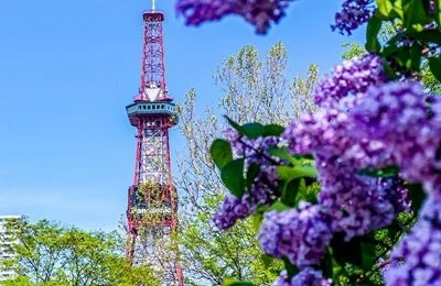 札幌テレビ塔とライラック