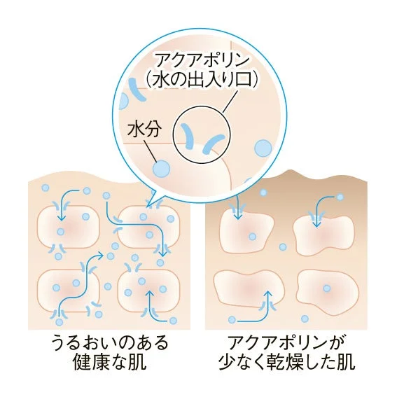 アクアポリンの説明図