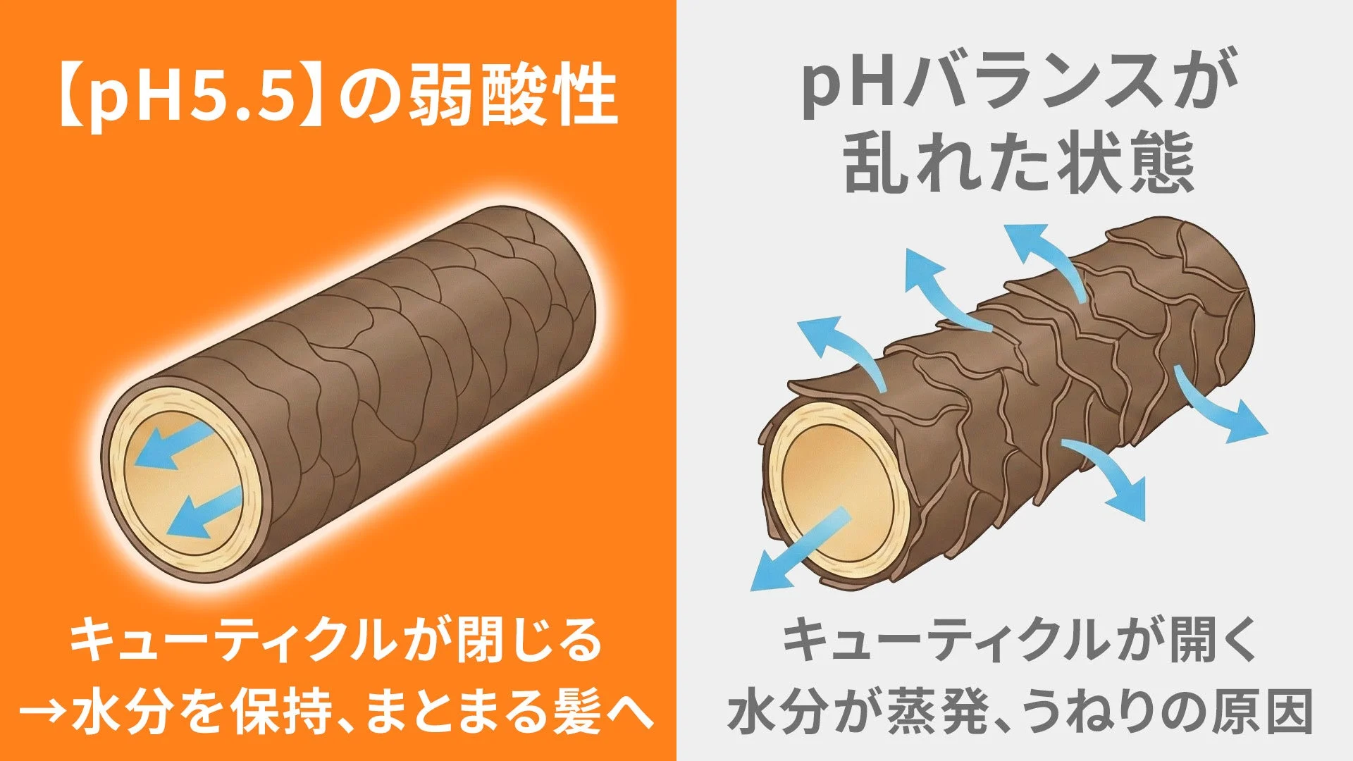 pH5.5の弱酸性環境とpHバランスが乱れた状態での髪のキューティクルの違いを説明する画像です。弱酸性ではキューティクルが閉じ水分を保持し、乱れた状態ではキューティクルが開き水分が蒸発してうねりの原因となることを示しています。