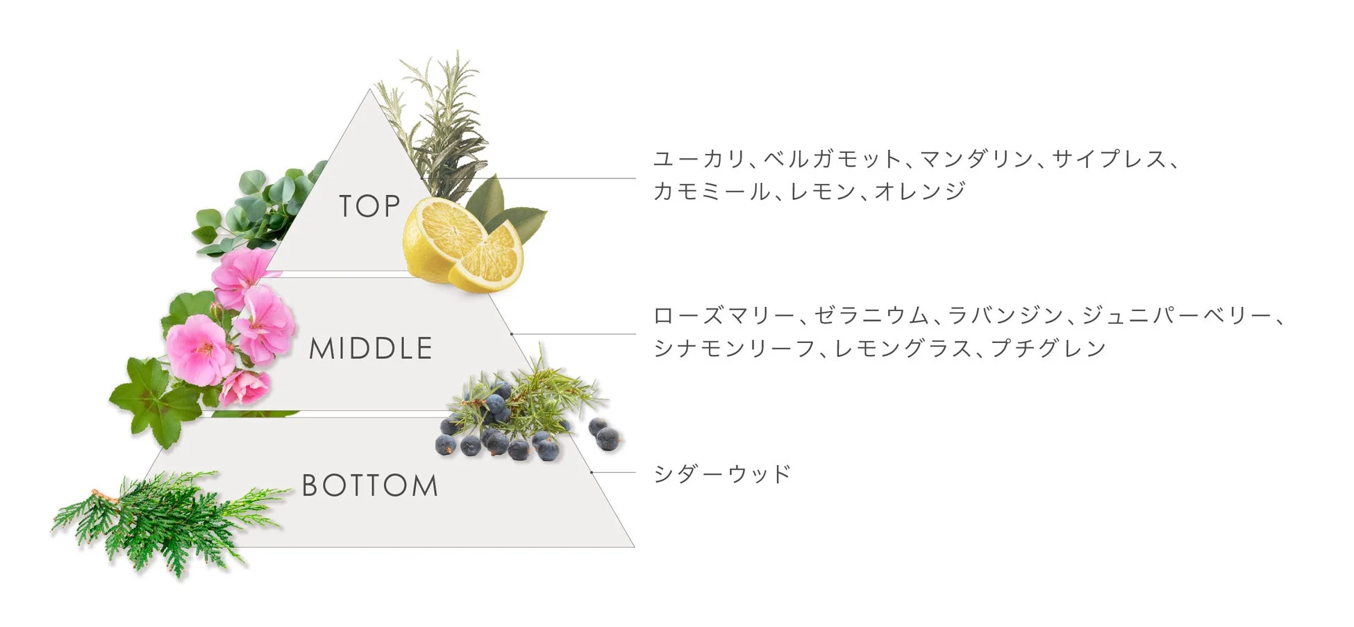 レイユールデルブの香りの構成