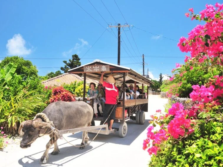 竹富島の水牛車