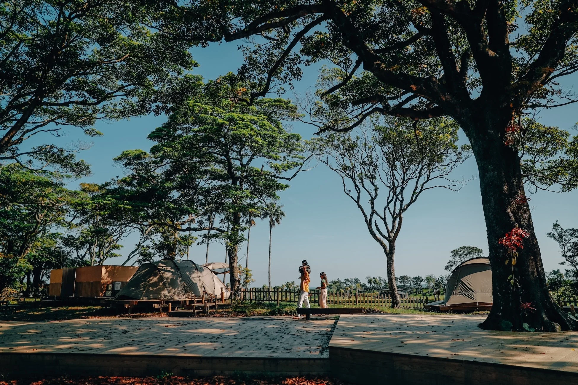 青い空の下、緑豊かな木々に囲まれたグランピングサイトの風景です。