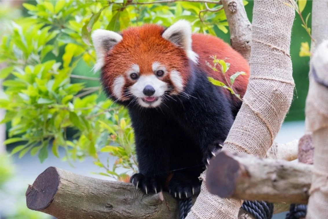 レッサーパンダ