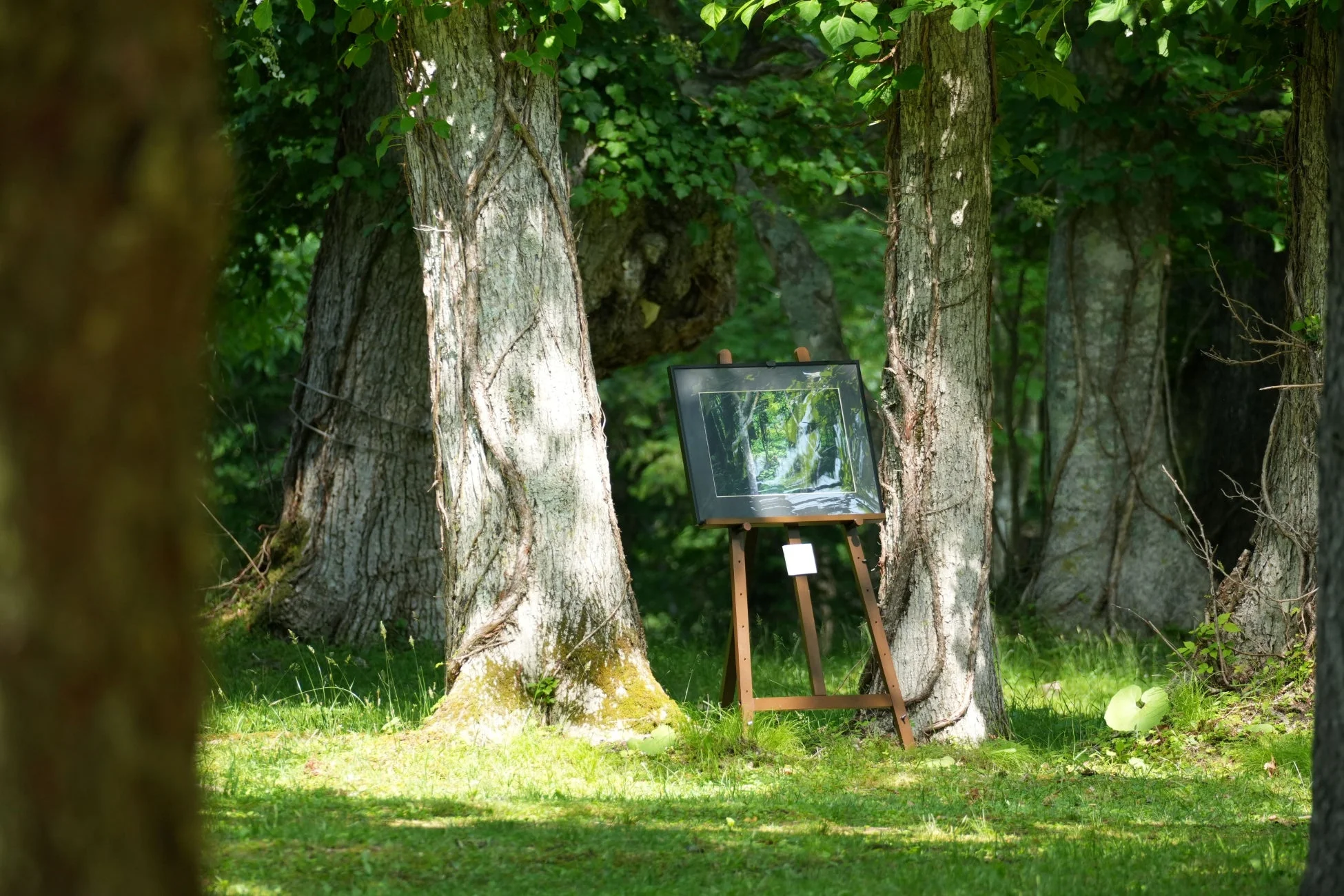 森の中のイーゼル