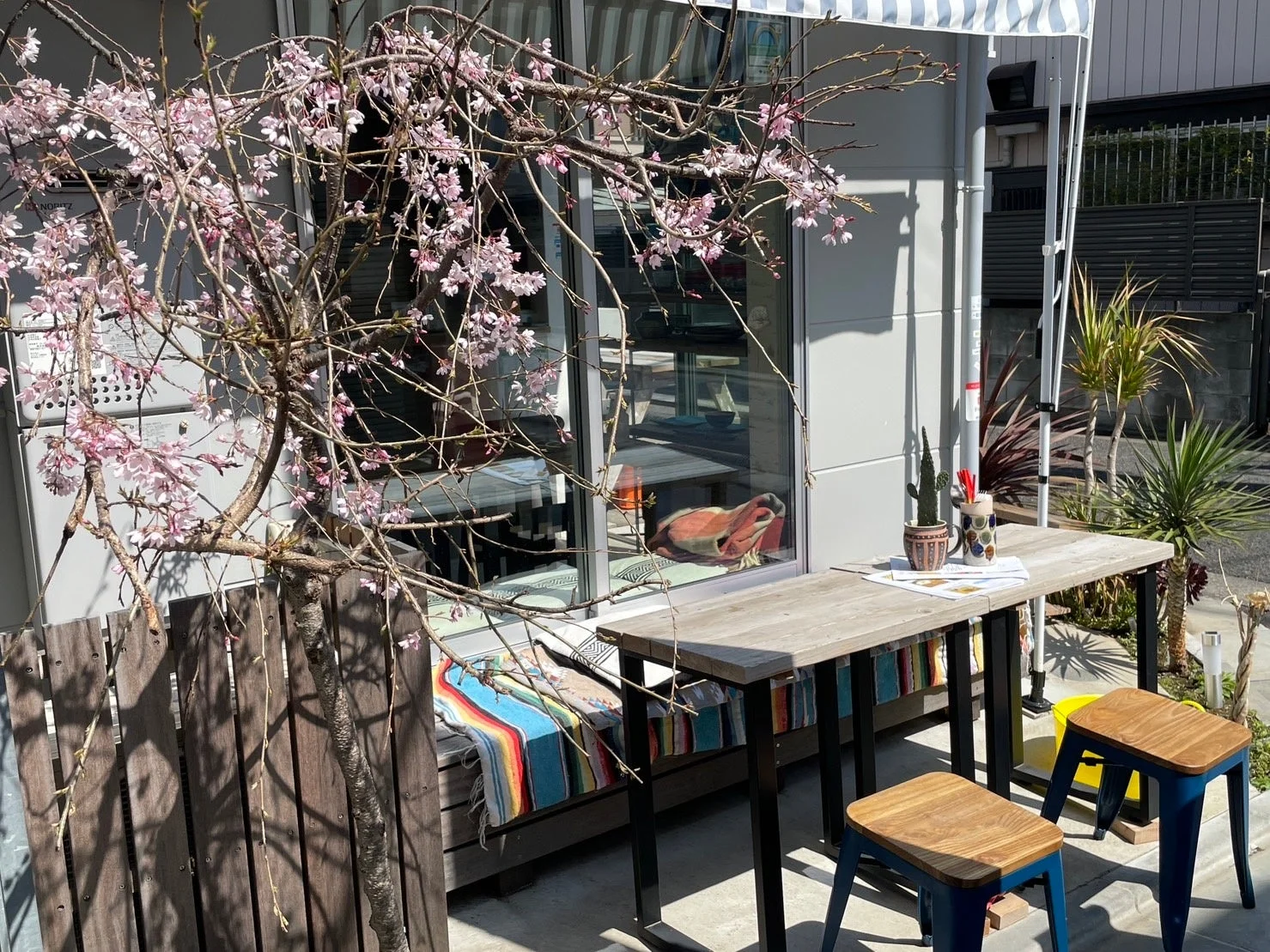 満開のしだれ桜が咲く屋外テラス席の風景。木製のテーブルと椅子が置かれ、窓の向こうにはカラフルなクッションが見える。春の穏やかな日差しが降り注ぐ心地よい空間です。