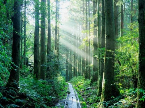 屋久島の深い森