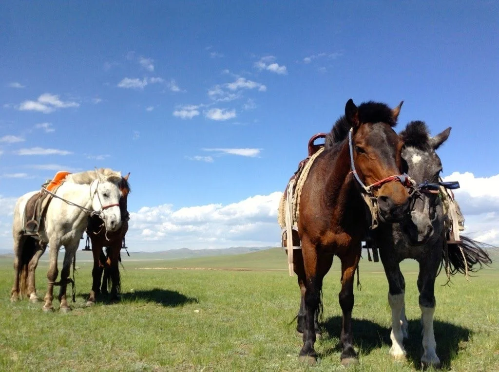 広大な草原に立つ馬たち