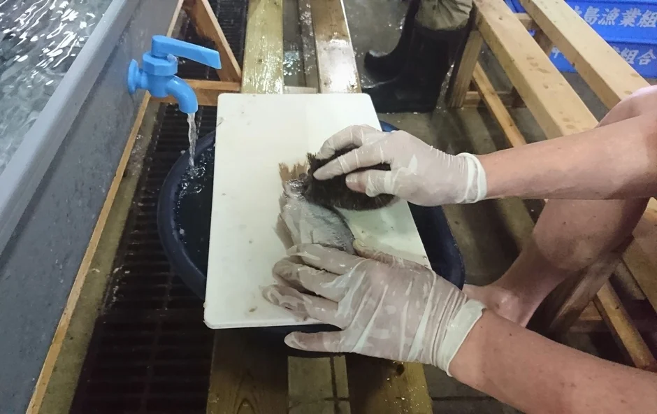 魚の処理作業