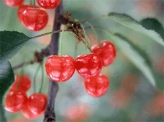 山形の特産品 さくらんぼ