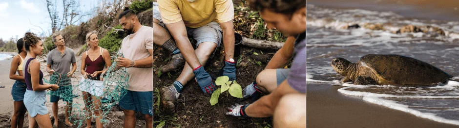 ビーチクリーン、植林、ウミガメのイラスト