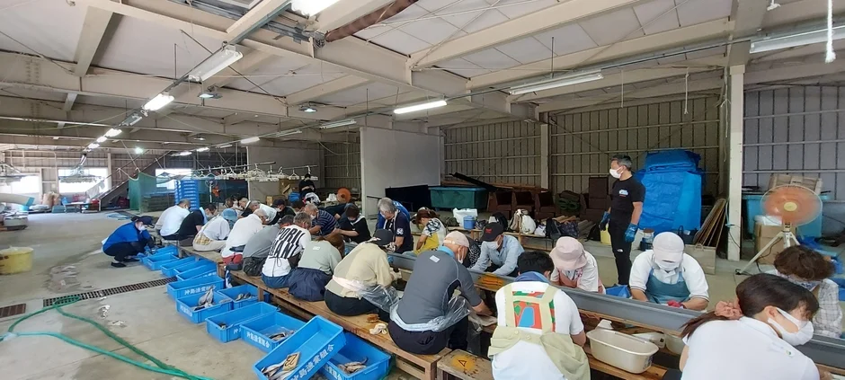 魚の選別作業