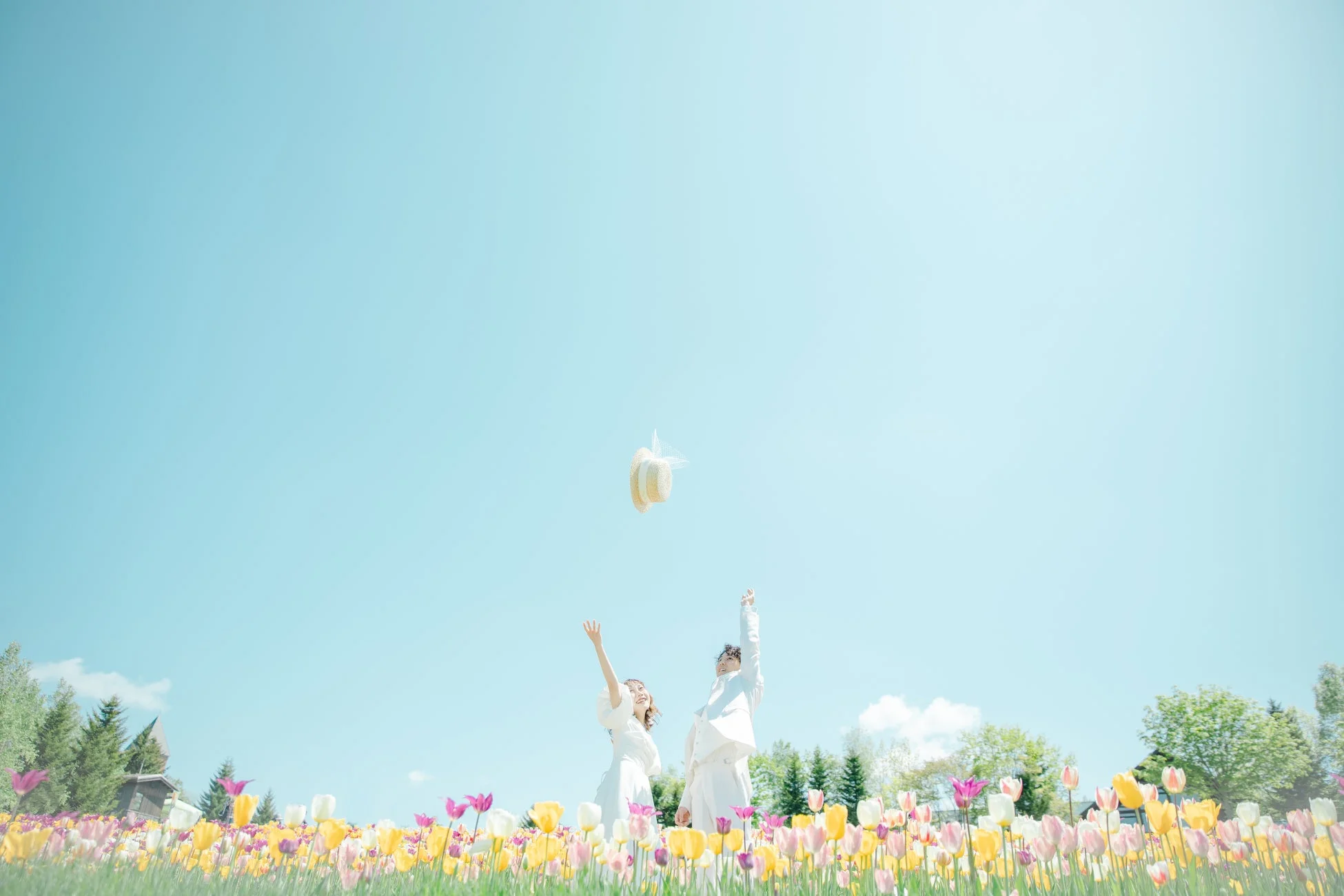 カップル、チューリップ畑