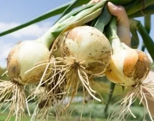 収穫されたばかりの新鮮な玉ねぎ