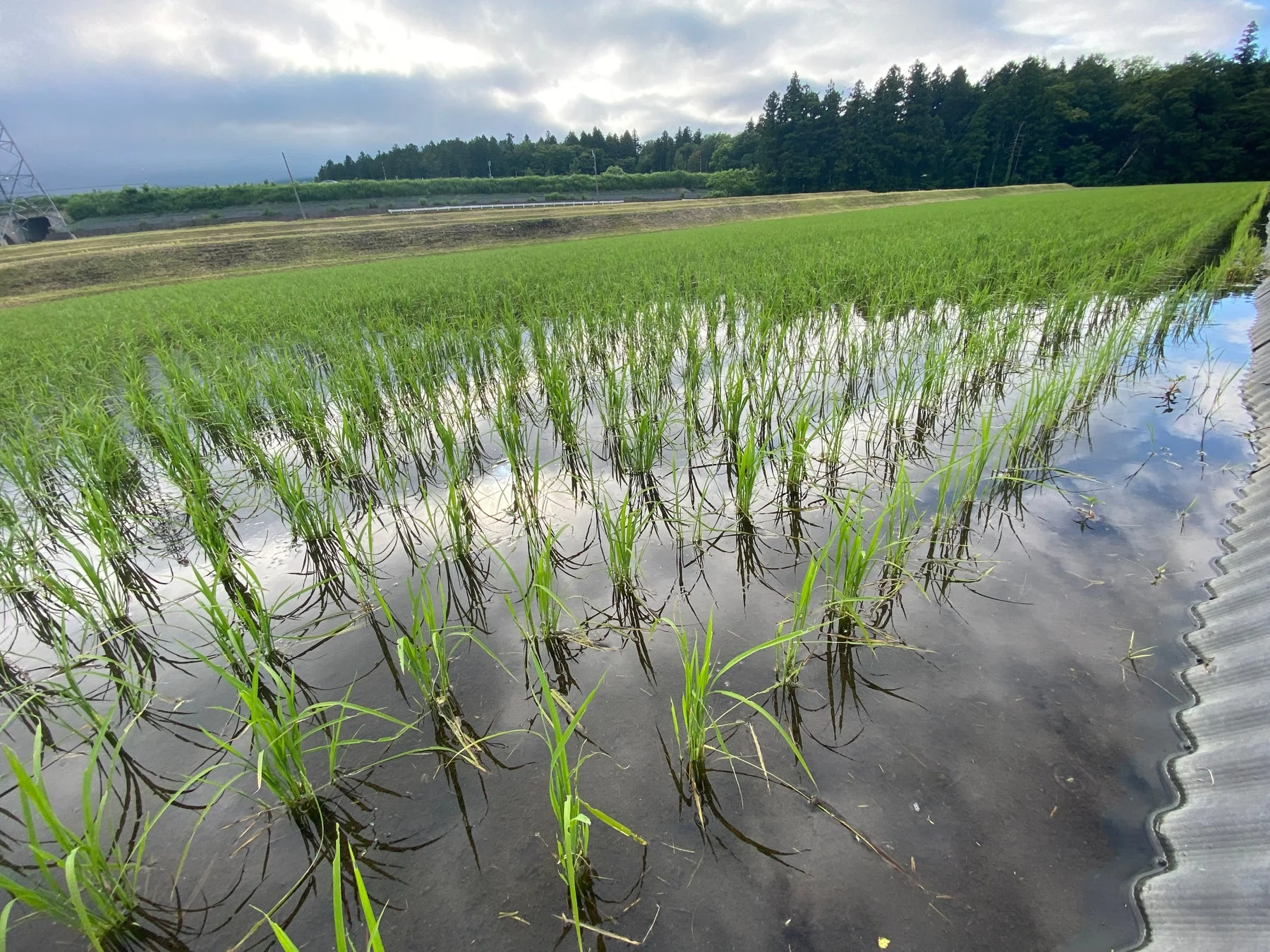 青々とした稲が育つ水田の風景