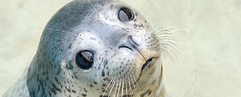 おたる水族館 アザラシ