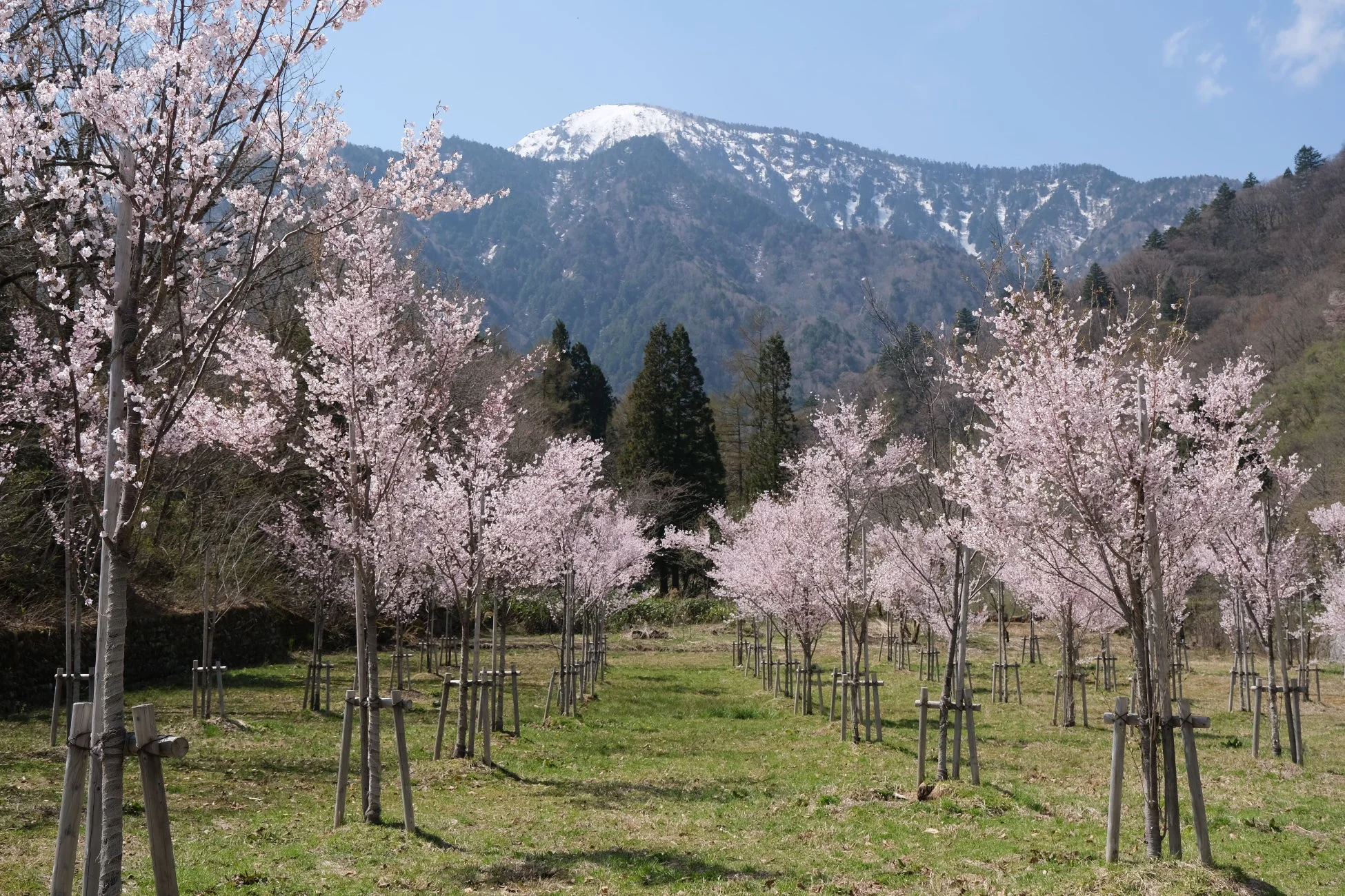 満開の桜並木と雪山