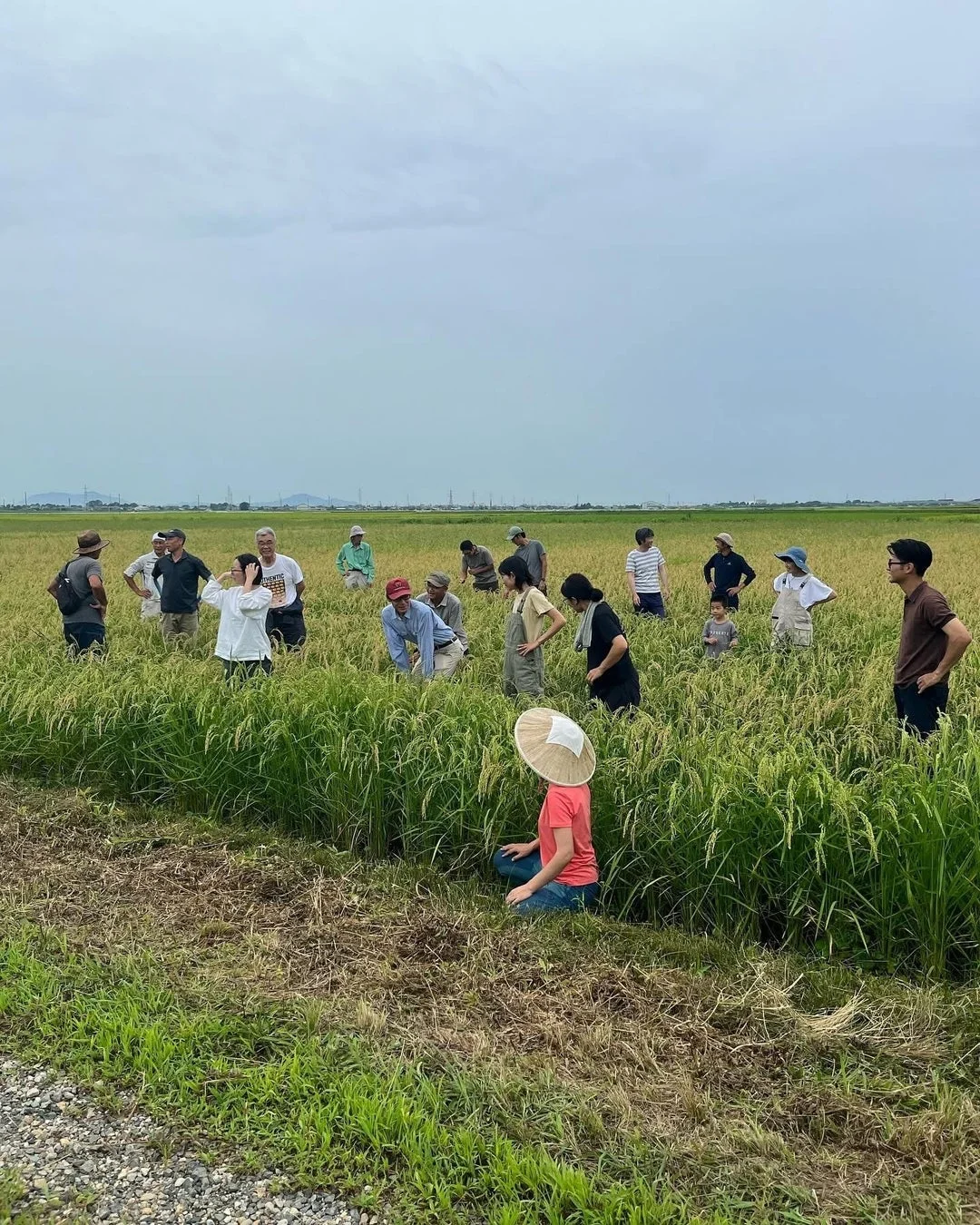 田んぼでの作業風景