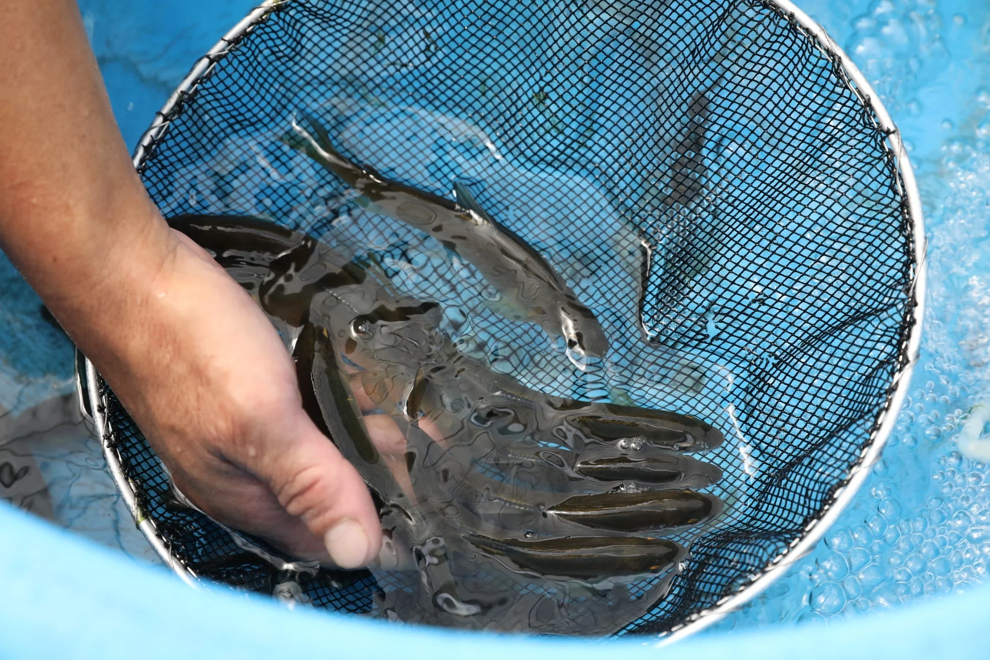 網で捕獲される魚