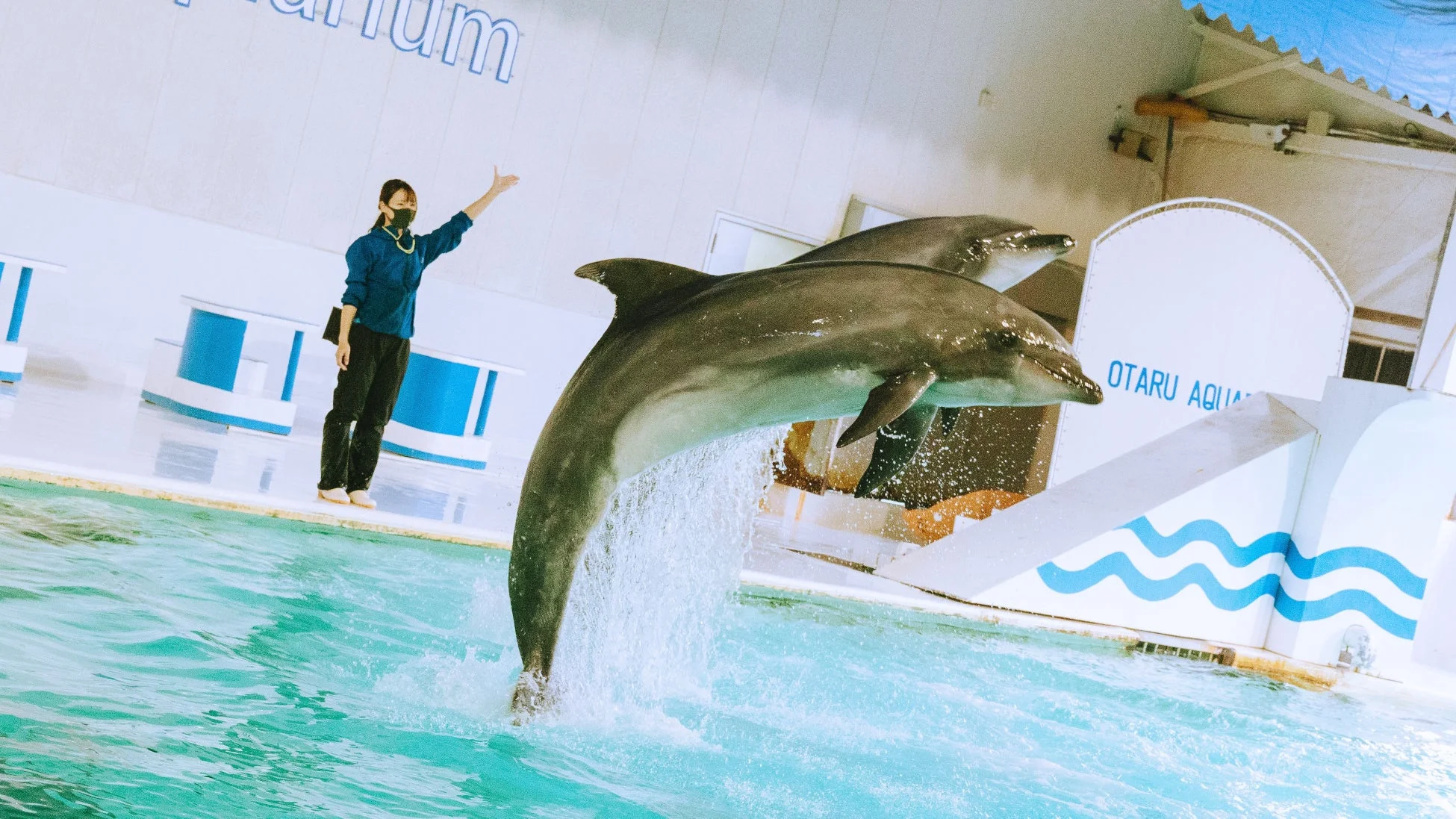 おたる水族館 イルカショー