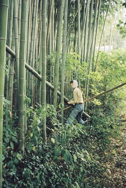 竹林での作業風景