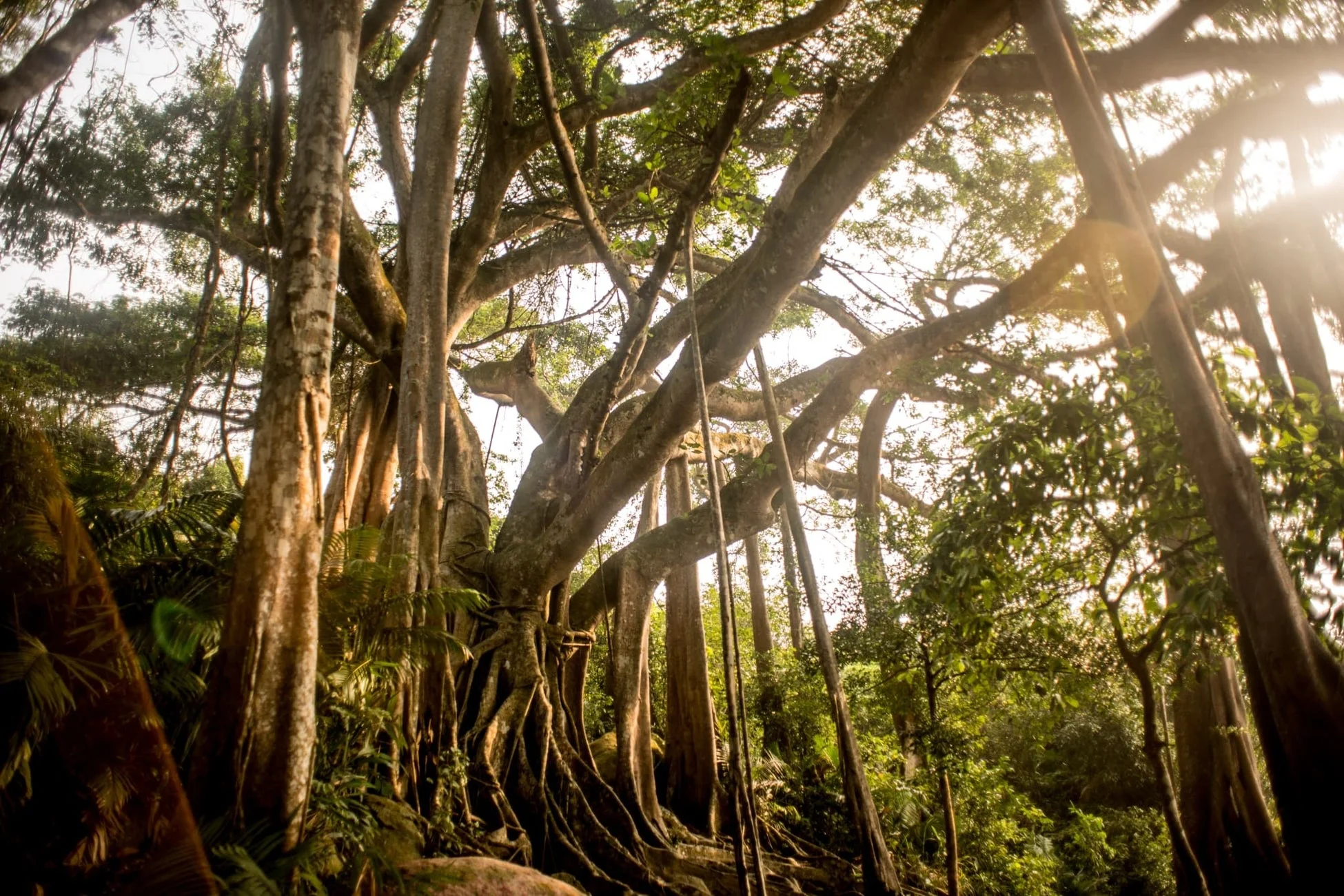 巨大なガジュマルのような木々が生い茂る熱帯の森の風景