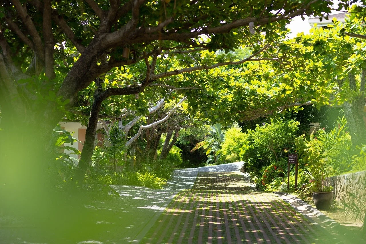 自然,緑,木々,小道,散歩道,木漏れ日,日差し,影,リゾート,庭園,夏,屋外,熱帯,道,癒し,明るい,穏やか