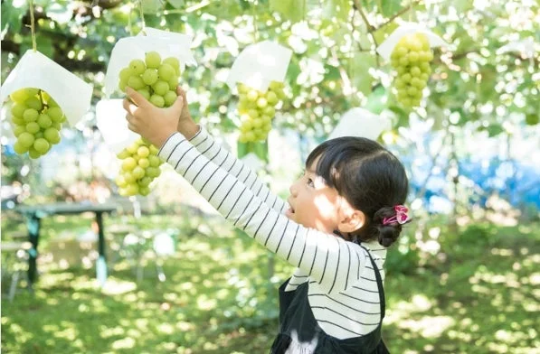 にきや フルーツ狩り ぶどう