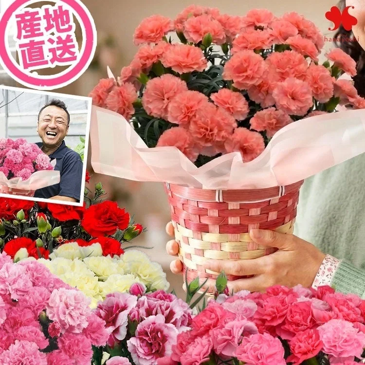 カーネーション