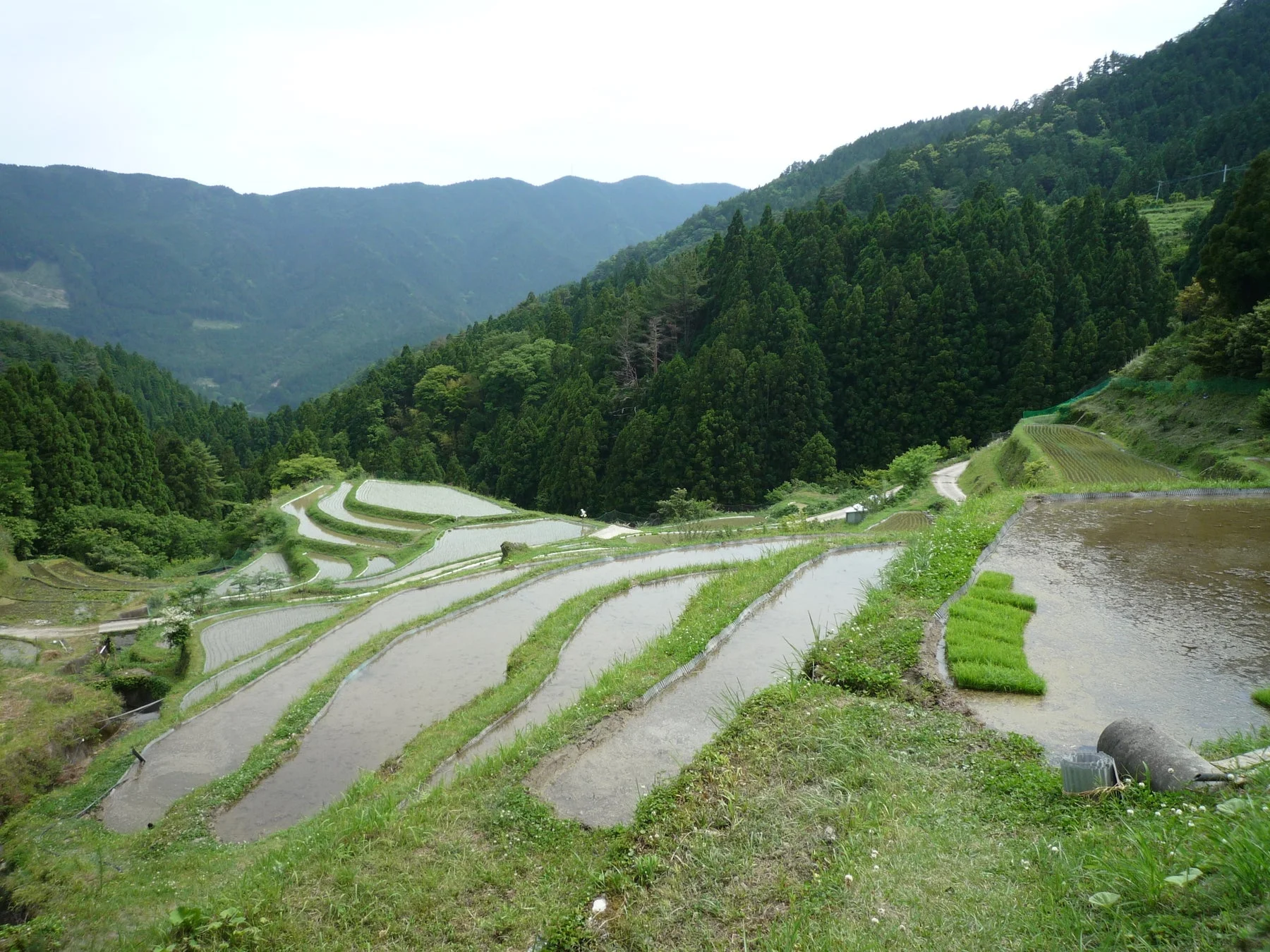 新緑の山々に囲まれた日本の棚田の風景です。水が張られた段々畑には、一部に稲の苗が植えられており、田植えの時期であることがうかがえます。