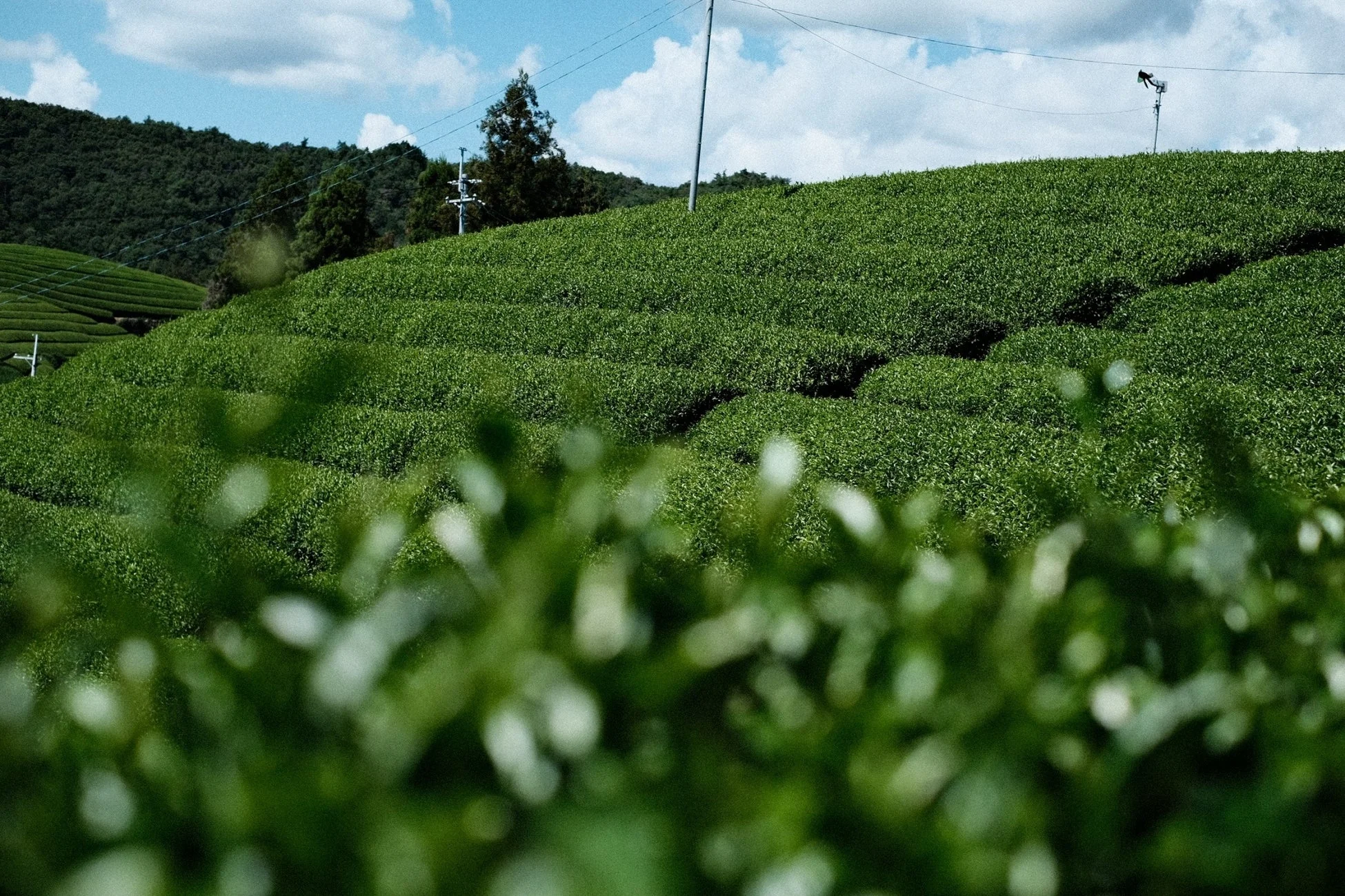 茶畑の風景