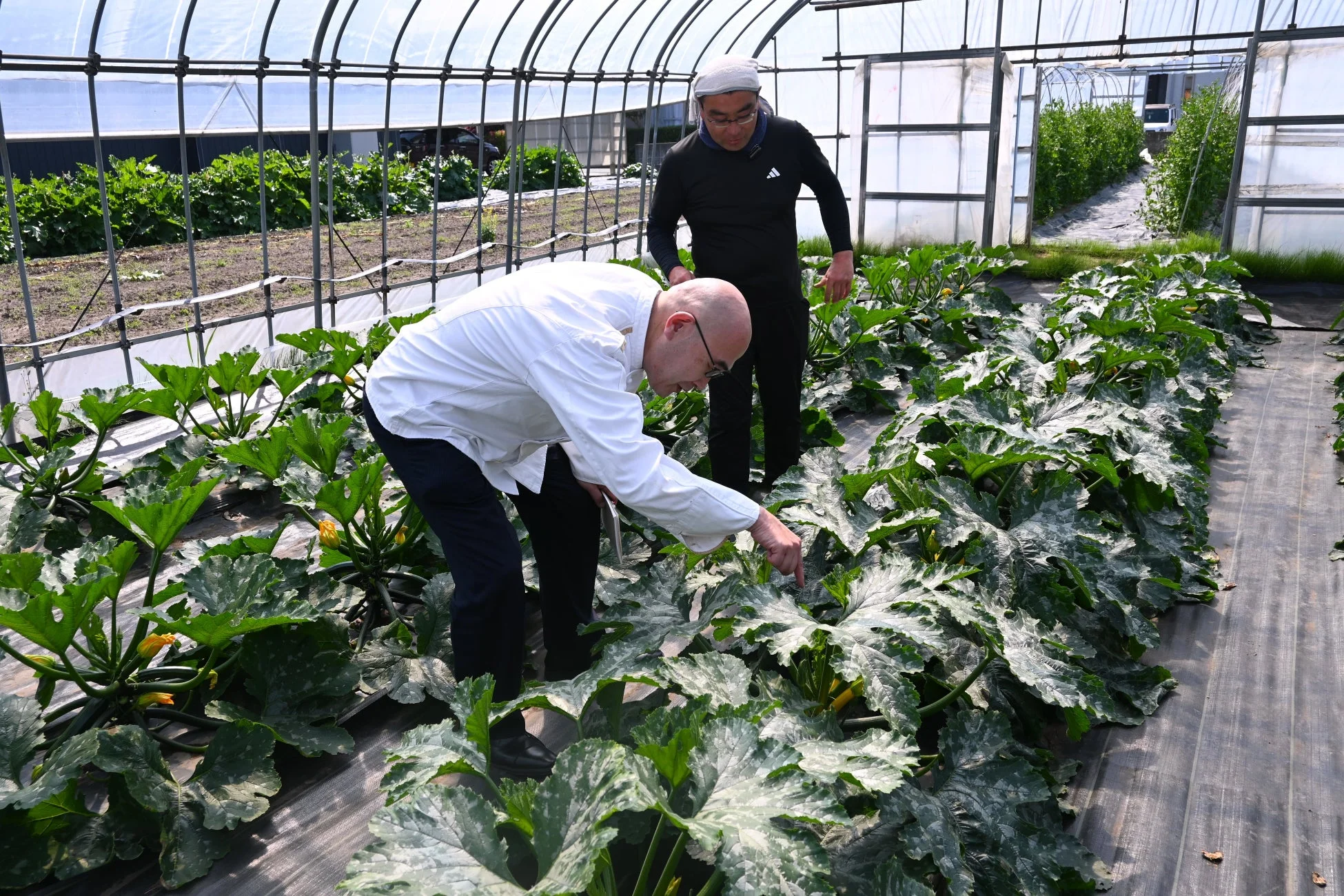 ビニールハウスでの野菜視察