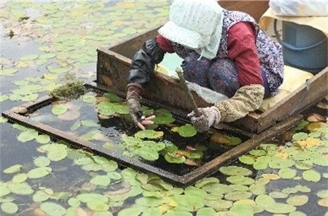 じゅんさい収穫
