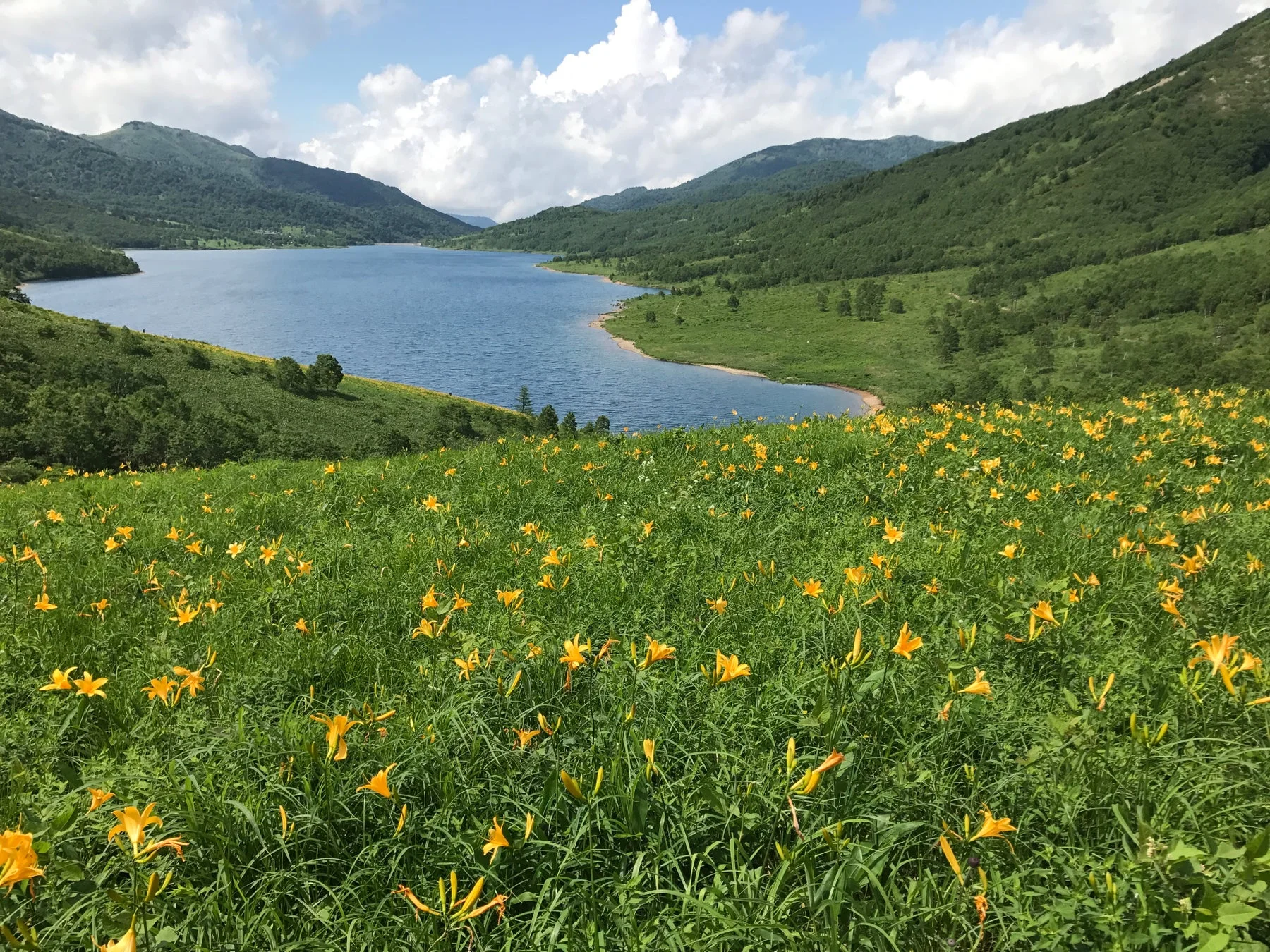 ニッコウキスゲが咲き誇る野反湖の風景