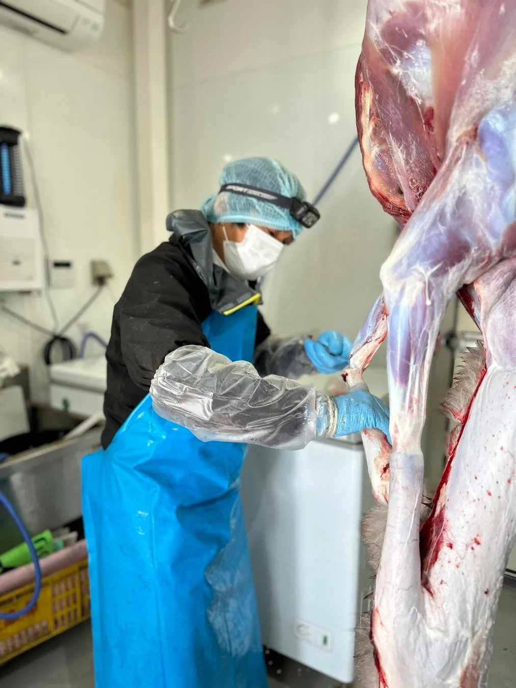清潔な食肉加工施設で、保護具を着用した作業員が動物の死骸を解体または処理している。マスク、ヘアキャップ、ヘッドライト、青いエプロン、手袋を着用し、衛生的な環境で肉の加工を行う様子が写されている。