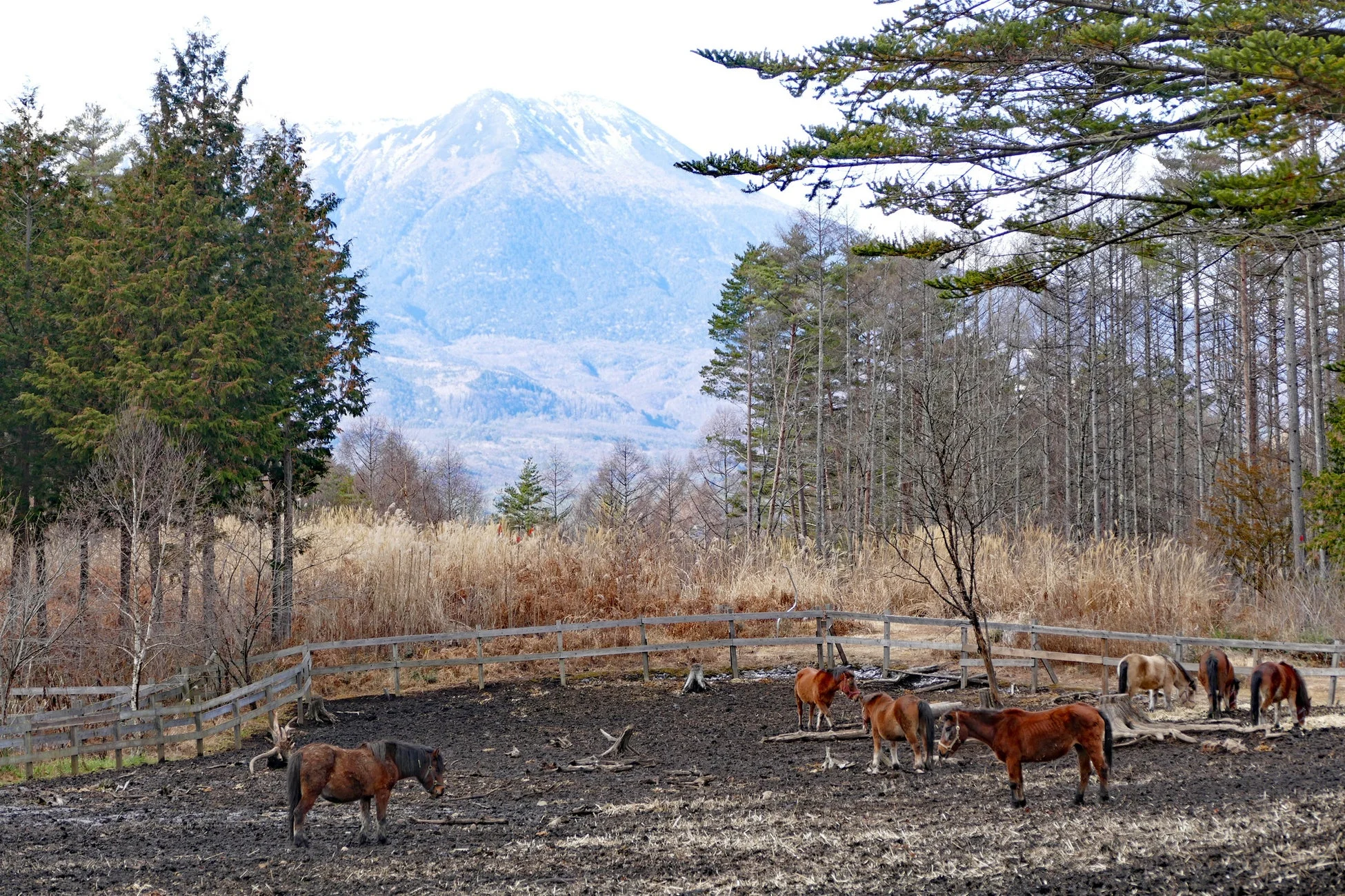 雪をいただいた山を背景に、数頭の馬が泥だらけの牧草地で過ごしています。