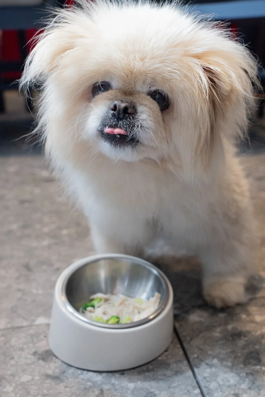 犬のクローズアップ