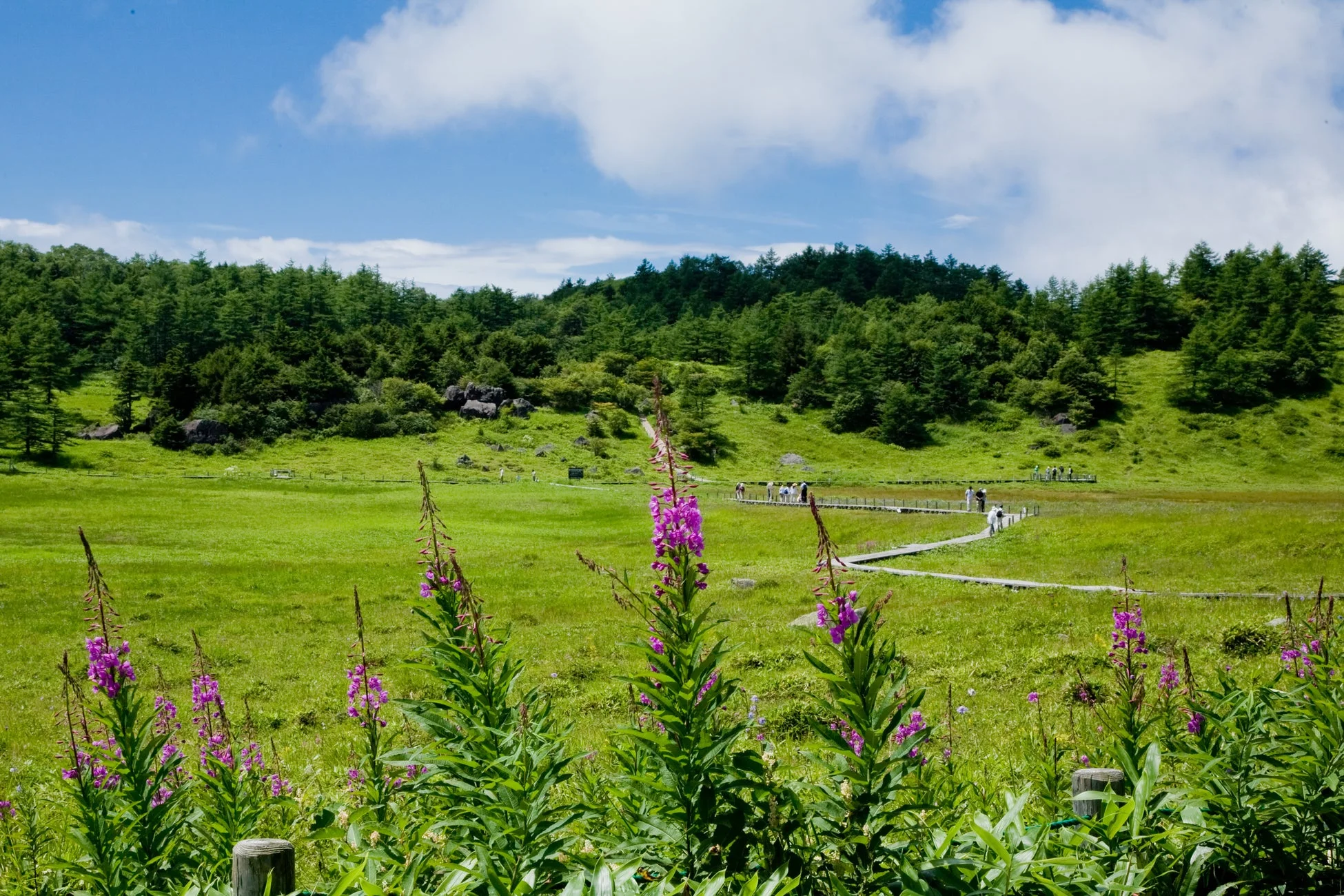池の平湿原の木道と高山植物