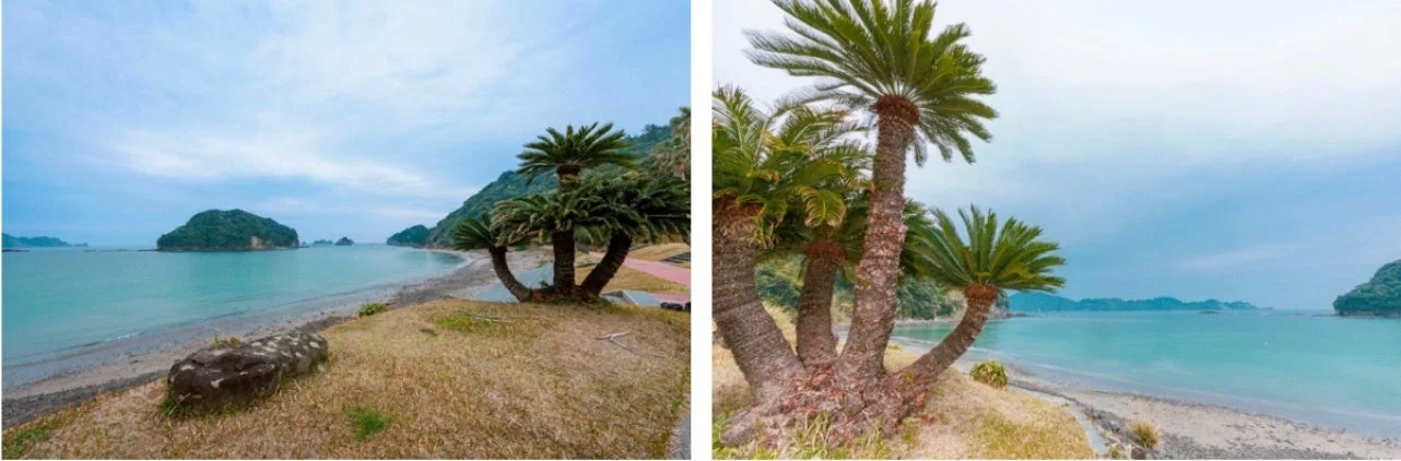 海,浜辺,ソテツ,島,自然,景色,曇り空,海岸,熱帯植物