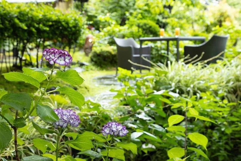 紫陽花が咲く庭園
