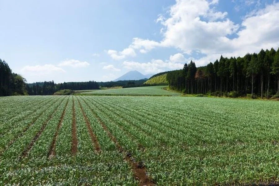 畑の風景