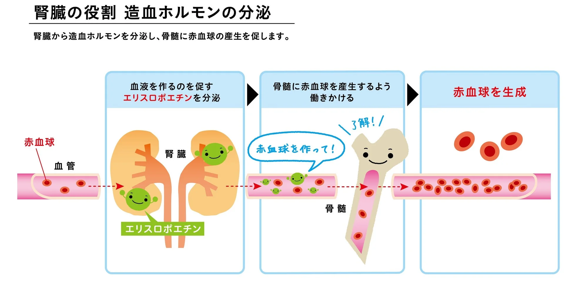 腎臓が造血ホルモンであるエリスロポエチンを分泌し、骨髄に働きかけて赤血球の生成を促す仕組みの図