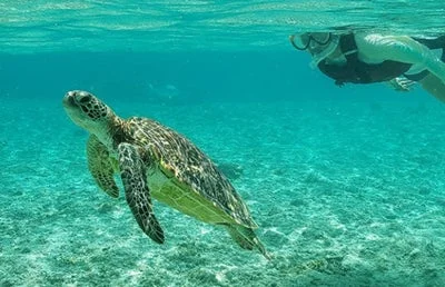 シュノーケリング・ウミガメ