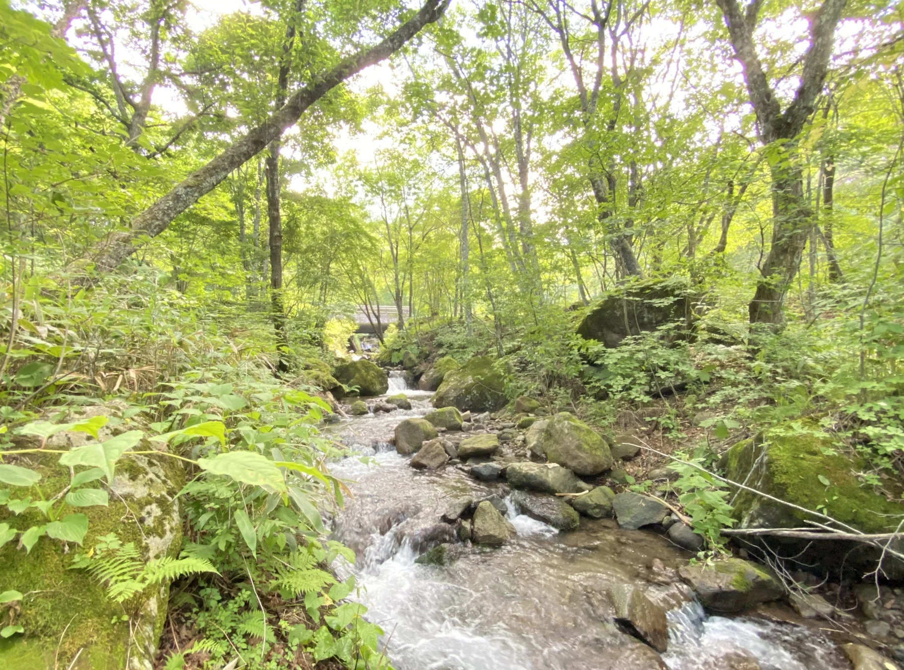 緑豊かな森の中を清らかな渓流が流れる美しい風景。木漏れ日が差し込み、岩や苔が自然の趣を添えている。遠くには小さな橋が見える、涼しげで心安らぐ一枚です。