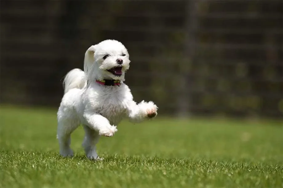 芝生を走る犬