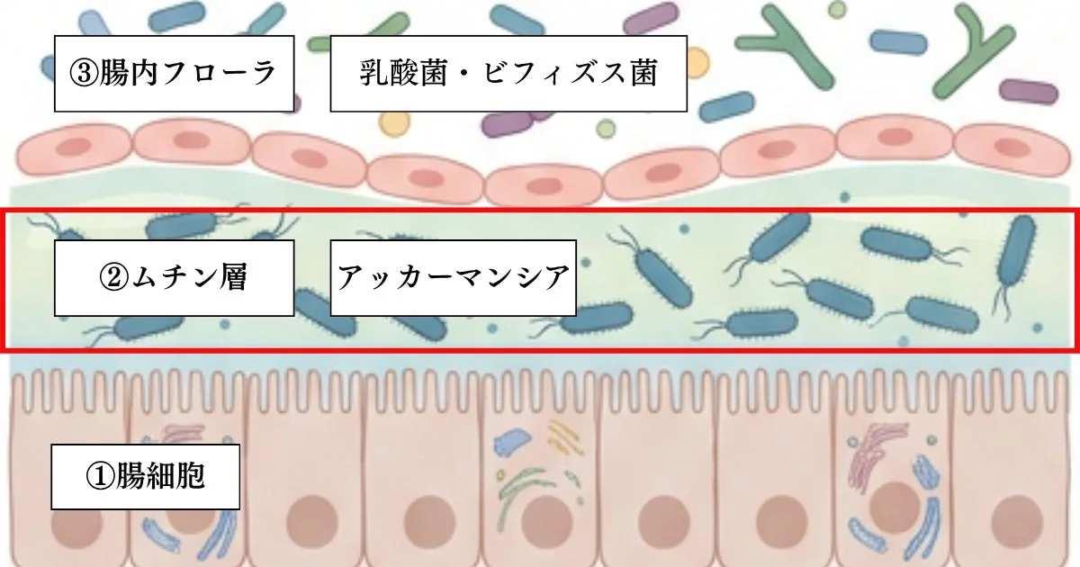 腸管の構造と腸内フローラ