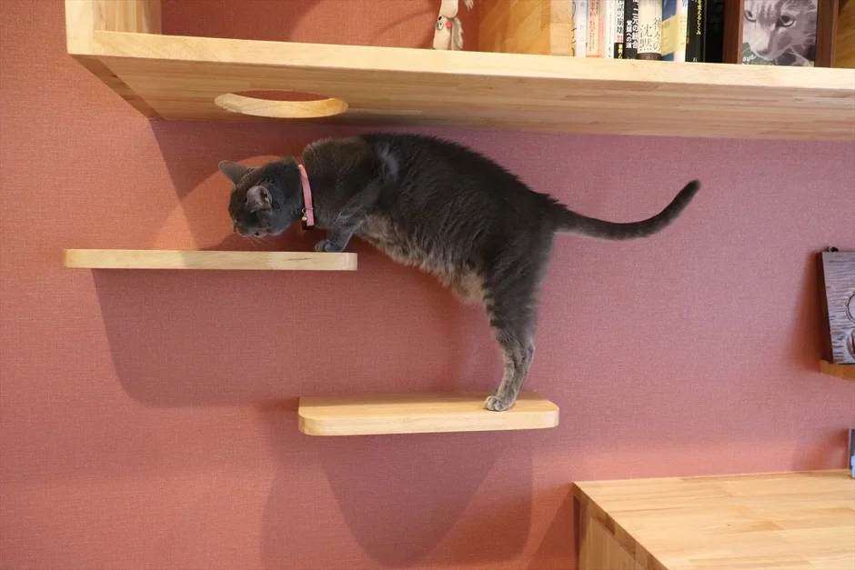 ピンクの壁に設置された木製のキャットウォークを降りる猫
