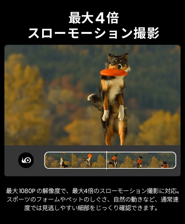 フリスビーをキャッチする犬のスローモーション撮影