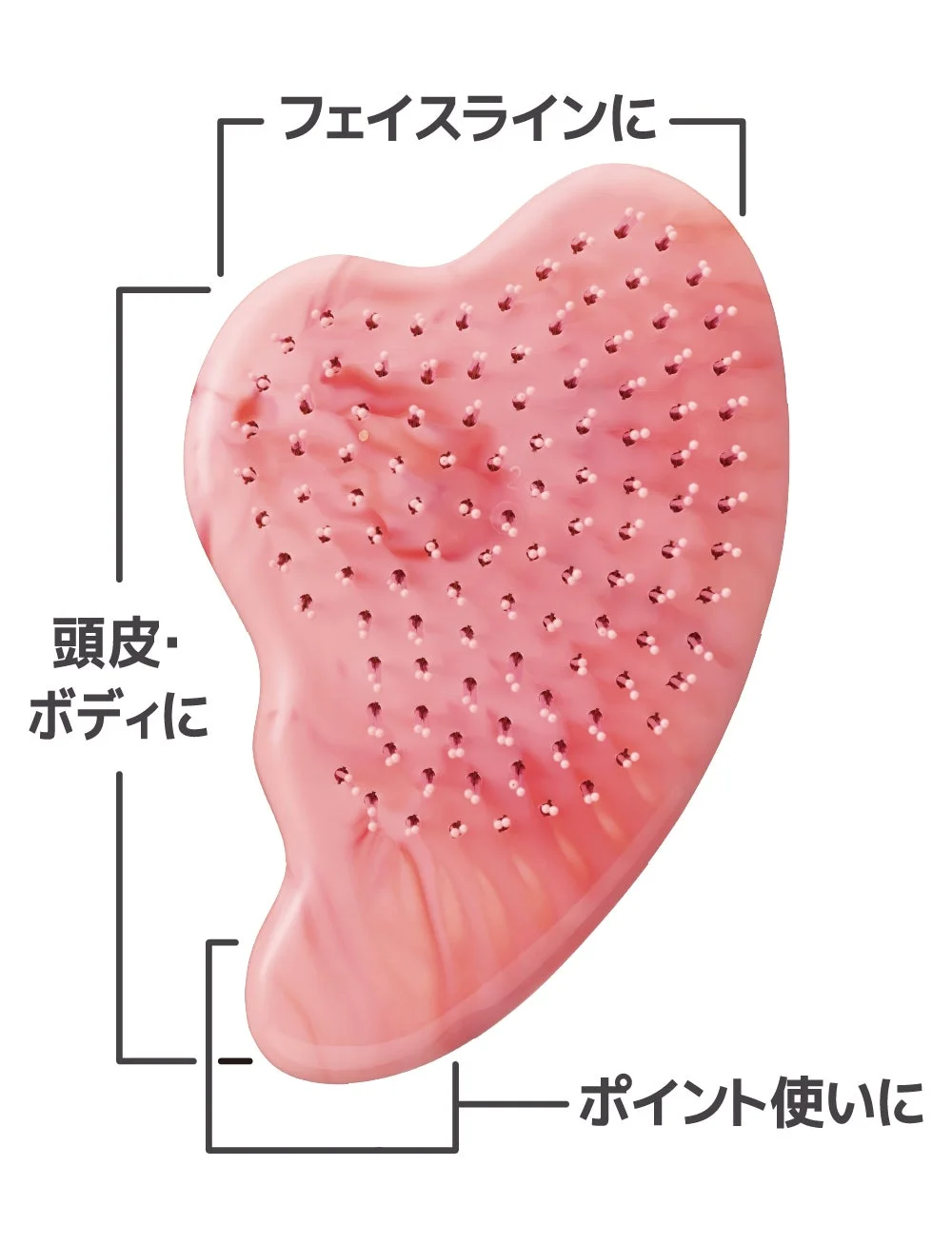 カッサの曲線